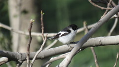 Ficedula semitorquata