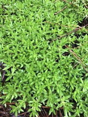 Sedum sarmentosum