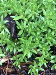 Sedum sarmentosum
