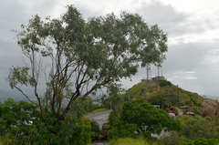 Eucalyptus exserta