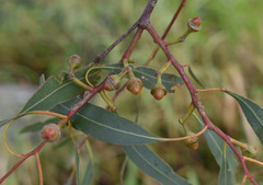 Eucalyptus exserta