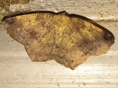 Antepione thisoaria
