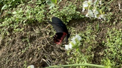 Papilio thaiwanus