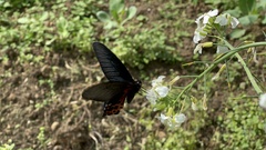 Papilio thaiwanus