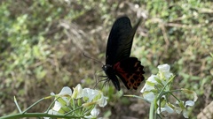 Papilio thaiwanus
