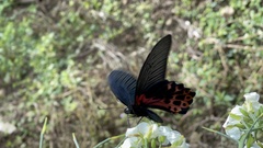 Papilio thaiwanus
