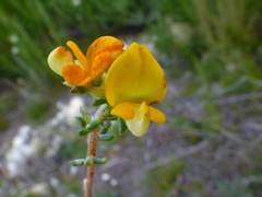 Aspalathus crassisepala