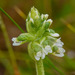 Cyclopogon apricus - Photo (c) Morten Ross, some rights reserved (CC BY-NC), uploaded by Morten Ross