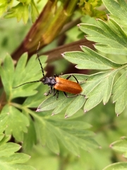 Cantharis palliata