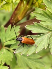 Cantharis palliata