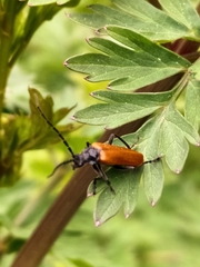 Cantharis palliata