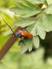 Cantharis palliata