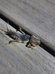 Neocurtilla
