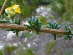 Aspalathus crassisepala