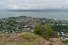 Acacia spirorbis solandri