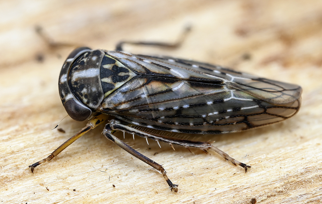Idiocerus