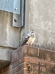 Columba livia domestica