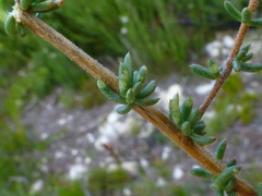 Aspalathus crassisepala