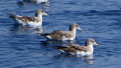 Scopoli's Shearwater, photo 8 of 8