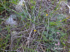 Aspalathus crassisepala