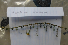 Aspalathus crassisepala