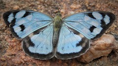 Dynamine meridionalis