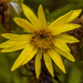 Senecio oleosus - Photo (c) Morten Ross, some rights reserved (CC BY-NC), uploaded by Morten Ross