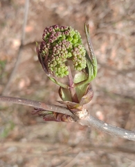 Sambucus sieboldiana