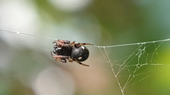 Cyclosa mulmeinensis