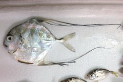 Alectis ciliaris