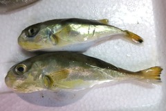 Lagocephalus spadiceus