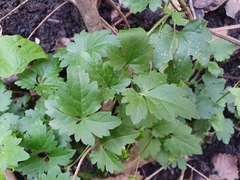 Clematis cirrhosa image