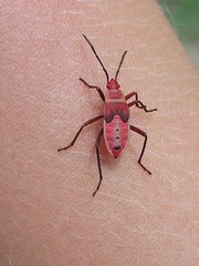Probergrothius nigricornis