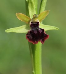 Ophrys sphegodes passionis