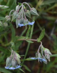 Trichodesma zeylanicum