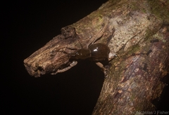 Leptopius tetraphysodes