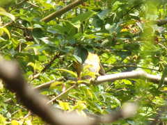 Turdus hortulorum