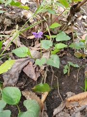 Viola reichenbachiana