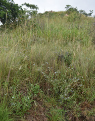 Trichodesma zeylanicum