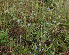 Trichodesma zeylanicum