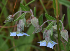 Trichodesma zeylanicum