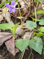 Viola reichenbachiana