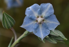 Trichodesma zeylanicum