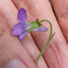 Viola reichenbachiana