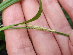 Carex