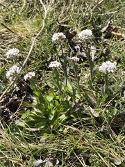 Noccaea caerulescens