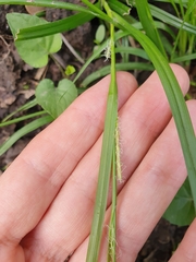Carex