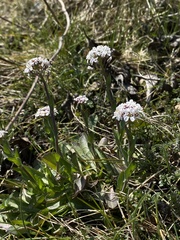 Noccaea caerulescens