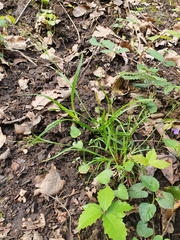 Carex