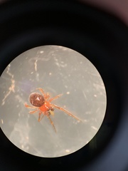 Ruborridion musivum